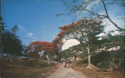 Flamboyant Trees in Bloom, Puerto Rico Postcard