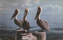 Three Pelicans on Wooden Posts, Tropical Florida Postcard