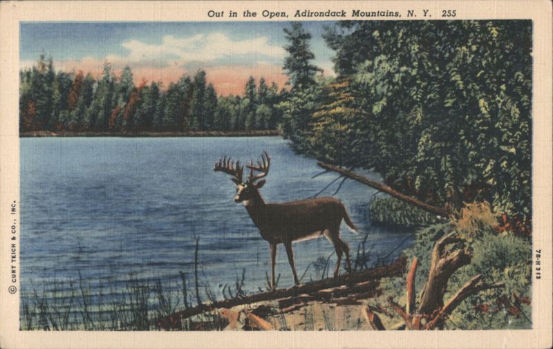 Deer by Lake, Adirondack Mountains, NY New York