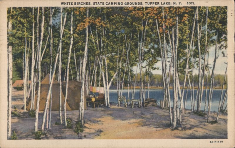 White Birches, State Camping Grounds, Tupper Lake, NY New York