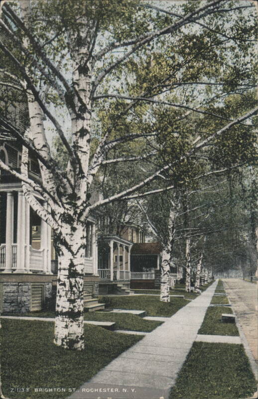 Brighton Street Tree-Lined Residential Area Rochester New York