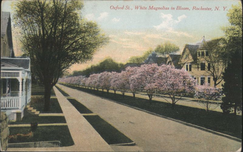 Oxford St., White Magnolias in Bloom, Rochester, N. Y. New York