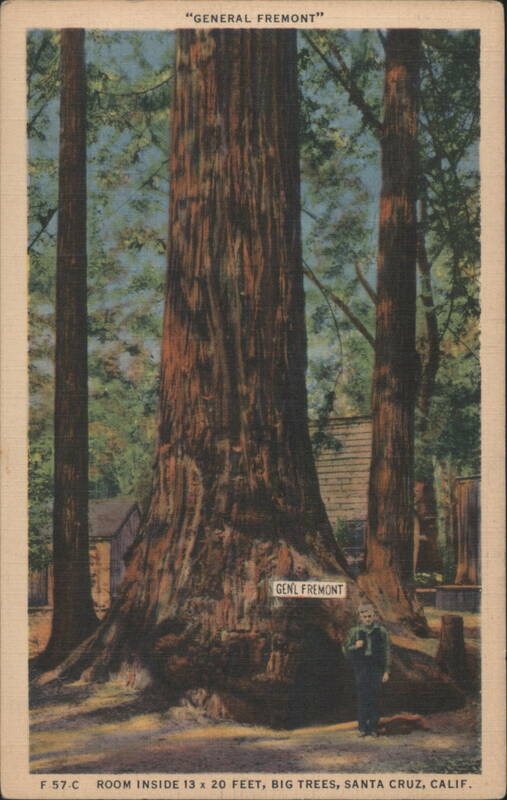 General Fremont Tree, Big Trees, Santa Cruz, CA California