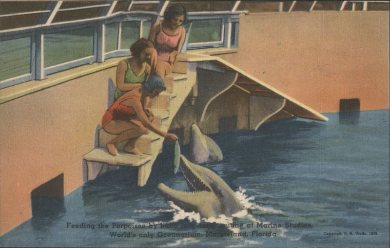 Feeding Porpoises at Marine Studios, Marineland, Florida
