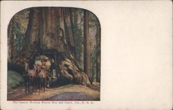 Wawona Tunnel Tree and Coach Postcard