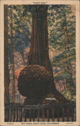 Giant Burl, Big Trees, Santa Cruz, California Postcard