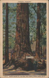 General Fremont Tree, Big Trees, Santa Cruz, CA Postcard