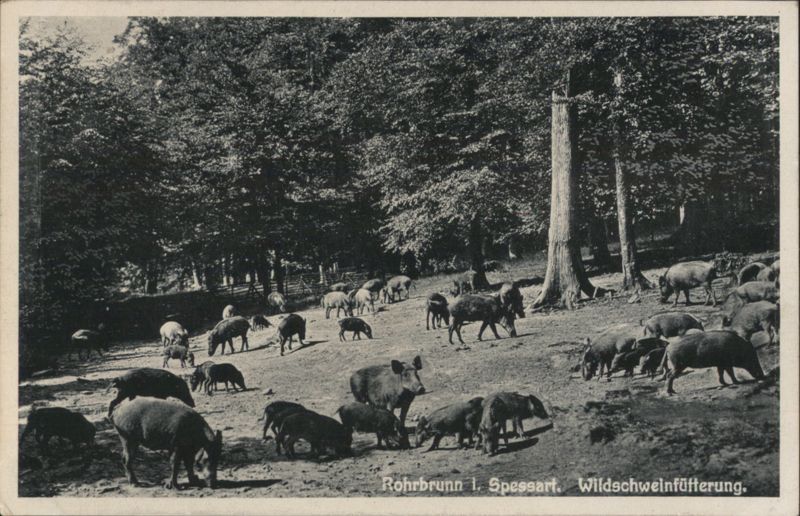 Wild Boar Feeding, Rohrbrunn, Spessart Germany C. Samhaber