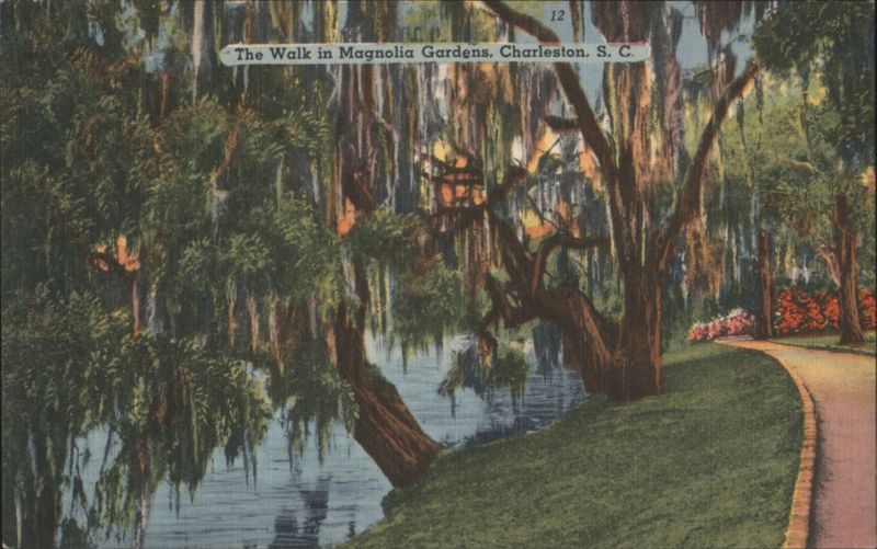 The Walk in Magnolia Gardens, Charleston, S. C. South Carolina