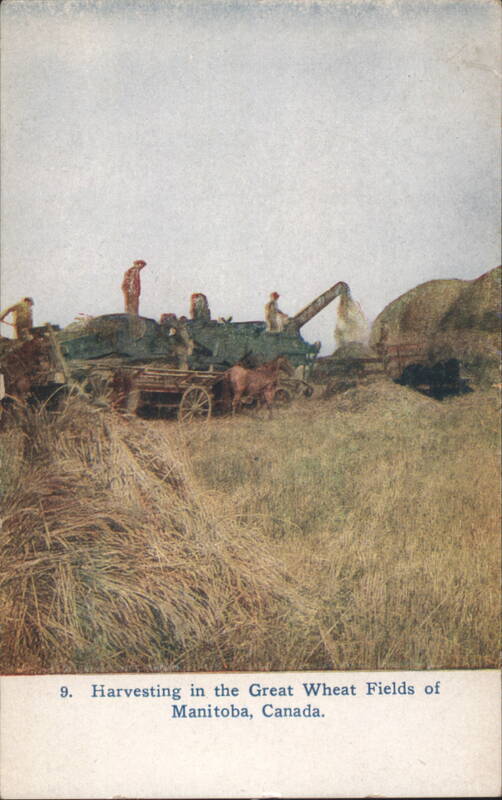 Harvesting in the Great Wheat Fields of Manitoba MB Canada