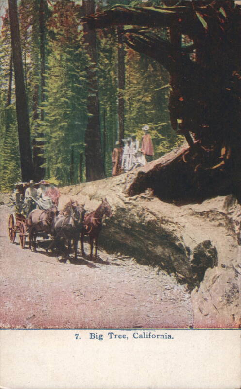 Big Tree, California, Horse-Drawn Carriage & Giant Redwood