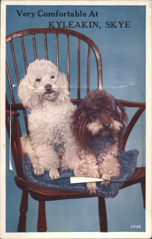 Poodles Very Comfortable At KYLEAKIN, SKYE United Kingdom