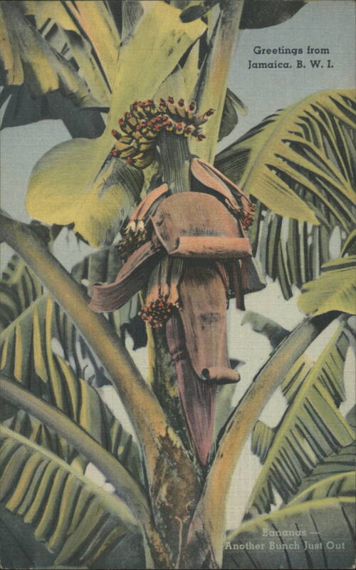 Greetings from Jamaica, Banana Plant with Developing Fruit