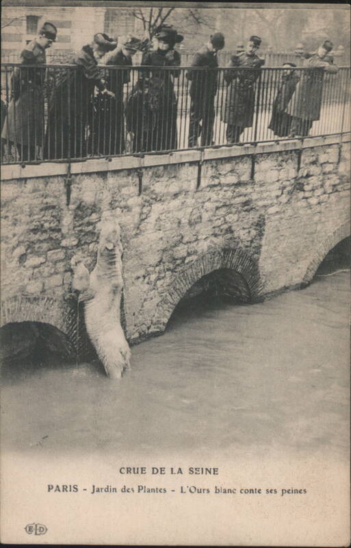Seine Flood, Jardin des Plantes Polar Bear Paris France