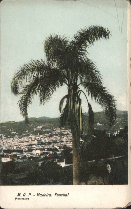 Palm Tree Overlooking Funchal, Madeira Portugal