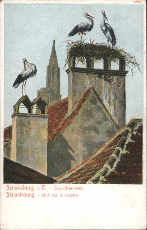 Strasbourg Storks Nest on Rooftops with Cathedral Spire France