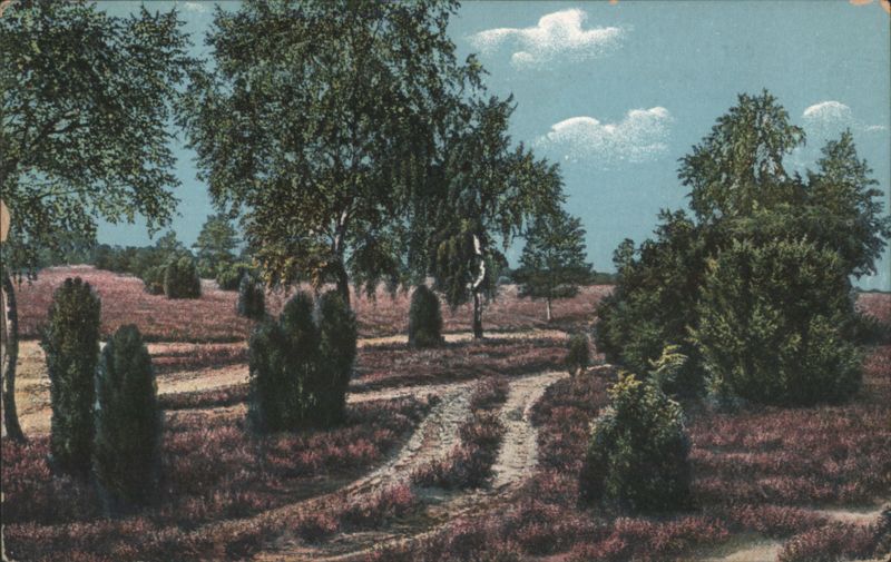 Blooming Heath with Birches and Winding Paths Koserow Germany