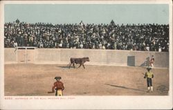 Entrance of the Bull, Mexican Bull Fight Postcard