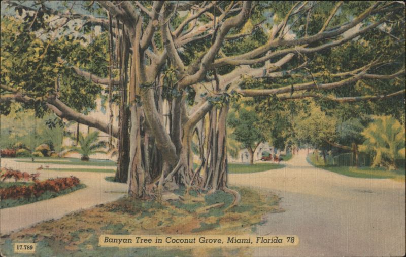 Banyan Tree in Coconut Grove, Miami, Florida