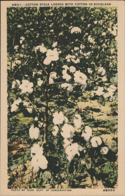 Cotton Stalk Loaded with Cotton in Dixieland Tenn. Dept. of Conservation