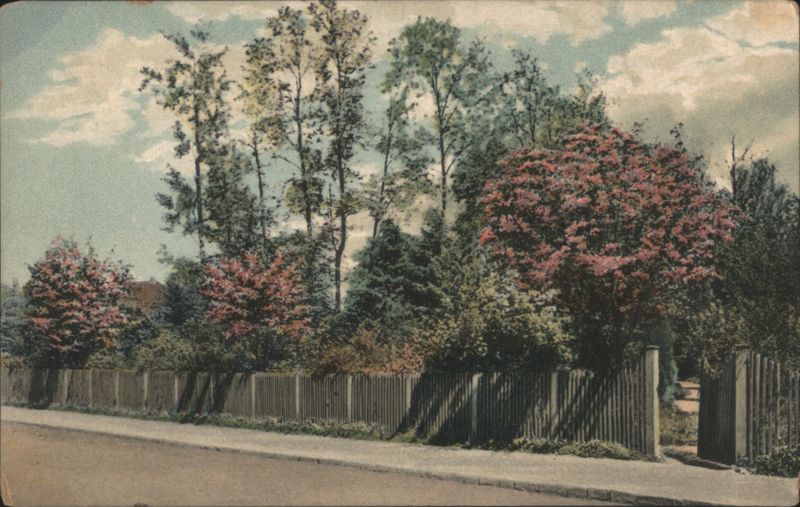 Street with Wooden Fence and Flowering Trees