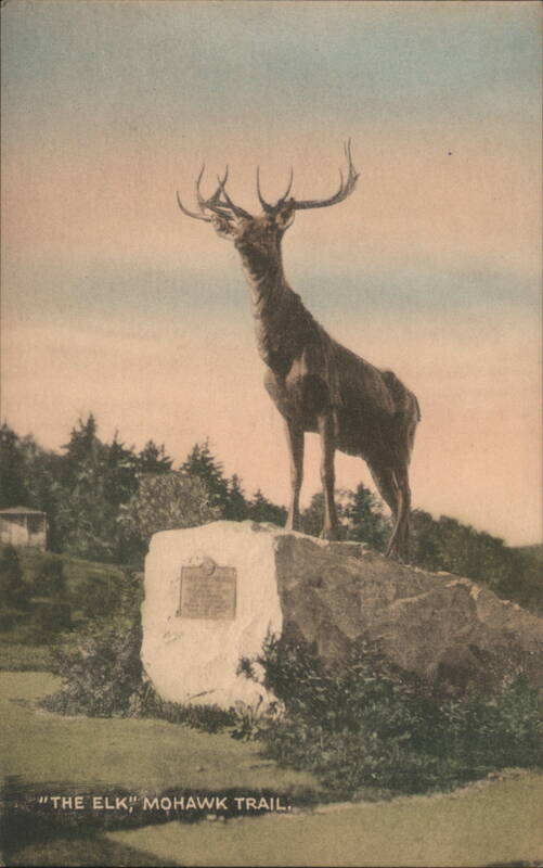 The Elk, Mohawk Trail Deer