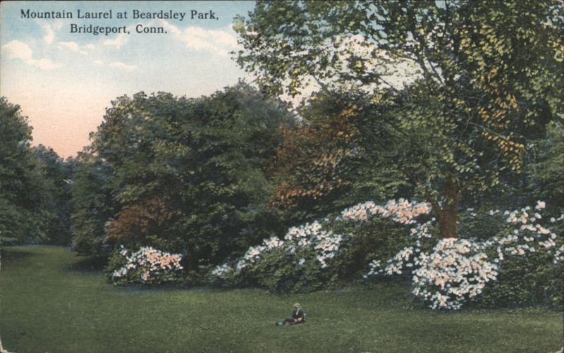 Mountain Laurel at Beardsley Park Bridgeport Connecticut