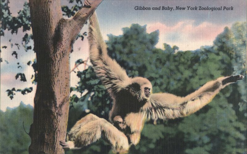 Gibbon and Baby, New York Zoological Park