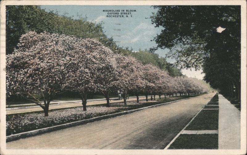 Magnolias in Bloom, Oxford Street Rochester New York