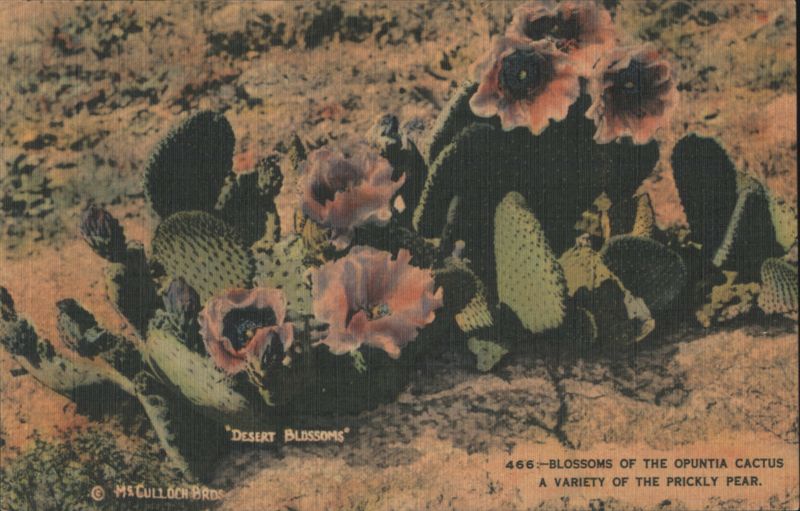 Desert Blossoms Opuntia Cactus Prickly Pear Cactus & Desert Plants