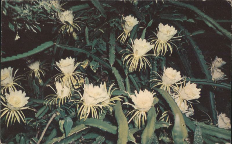 Exotic Night-Blooming Cereus Larry Witt Cactus & Desert Plants