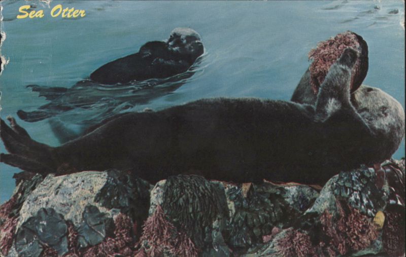 Sea Otter