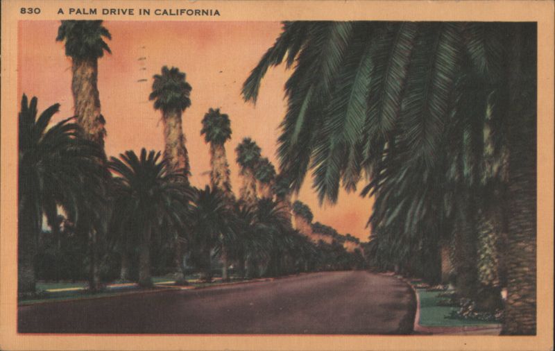 Palm Drive in California