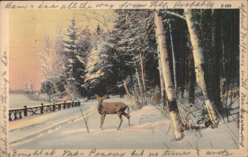 Deer in Snowy Forest, Winter Scene Seasons