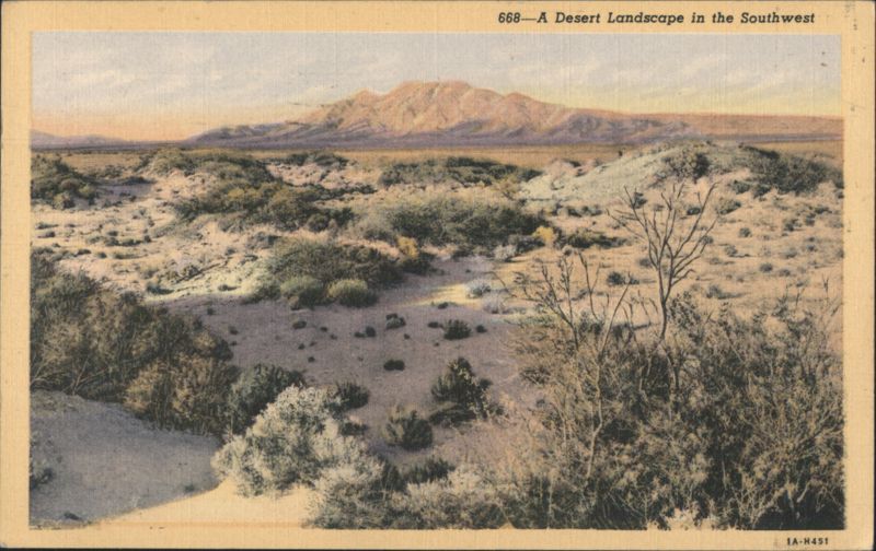 Desert Landscape in the Southwest Cactus & Desert Plants