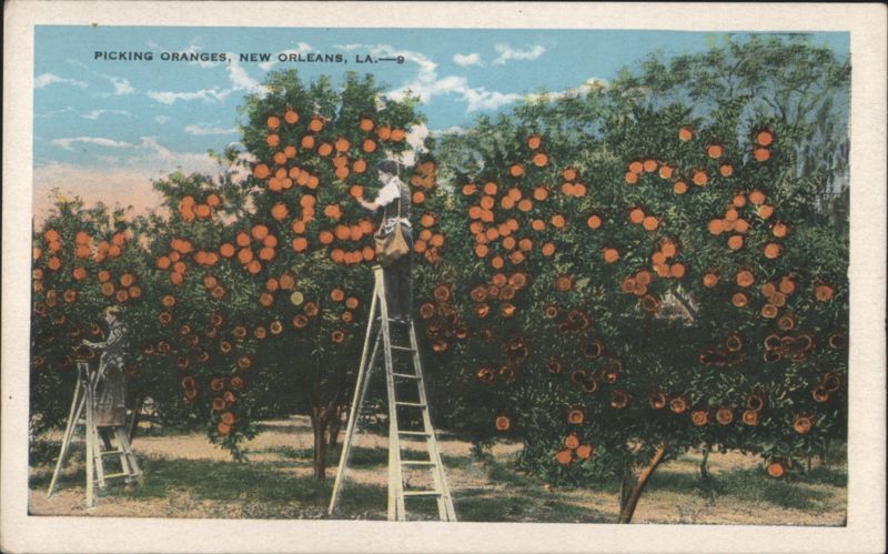 Picking Oranges, New Orleans Orange Grove Louisiana