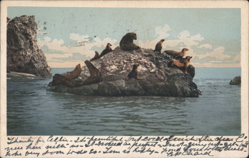 Sea Lions on Seal Rocks San Francisco California