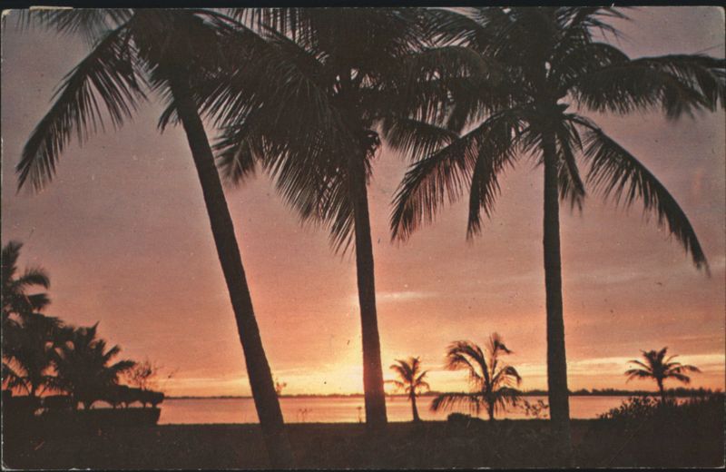 Coconut palms framed against a golden Florida sunset North Miami Beach