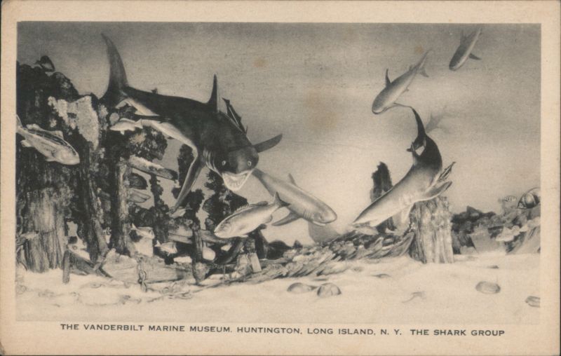 Vanderbilt Marine Museum, Huntington, Long Island, Shark Group New York
