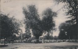 The Washington Elm, Cambridge, Mass. Postcard