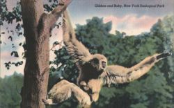 Gibbon and Baby, New York Zoological Park Postcard