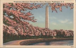 Washington DC Monument Cherry Blossoms Vintage Postcard Postcard