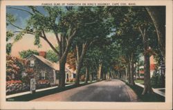 Famous Elms of Yarmouth on King's Highway, Cape Cod Postcard