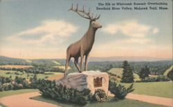 The Elk at Whitcomb Summit Overlooking Deerfield River Valley Postcard