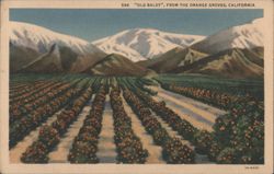 "Old Baldy" from the Orange Groves Postcard