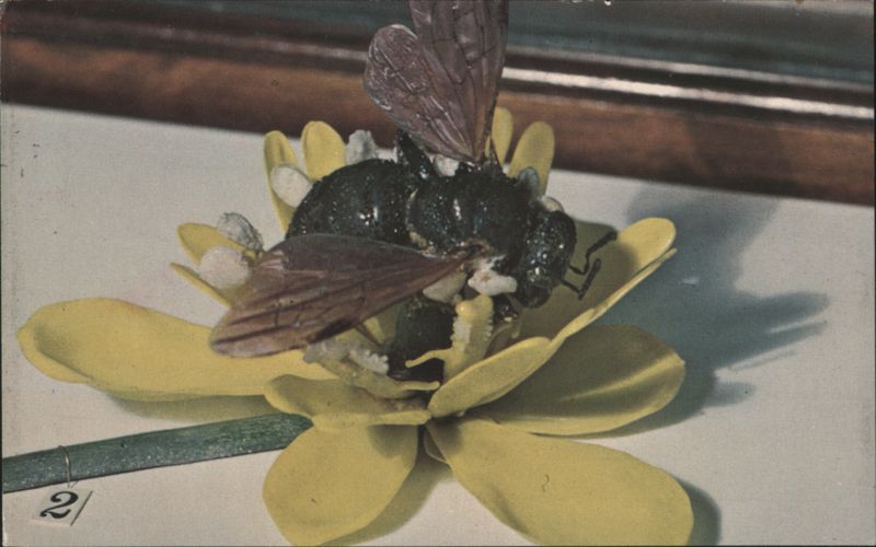 Holly-leaved Barberry Pollinated by Small Bee, Blaschka Model