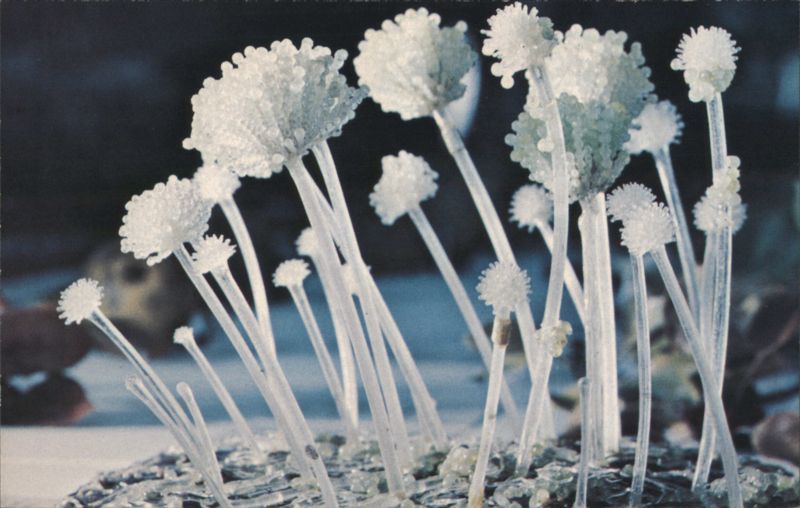 Aspergillus Herbariorum Mould Model, Blaschka Glass