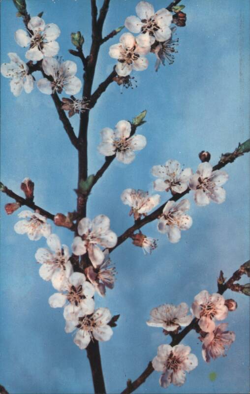 Prunus Armeniaca Linn. Glass Model by Rudolph Blaschka