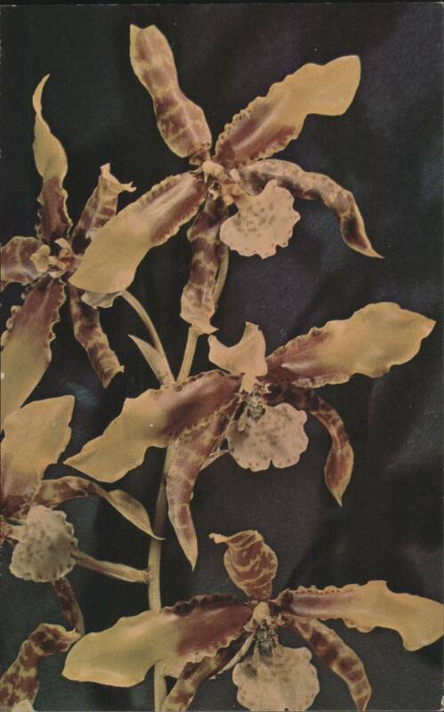 Odontoglossum Grande Lindley Baby Orchid Glass Model