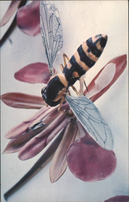 Lopezia Coronata Plant & Hover Fly Glass Model R. Blaschka